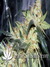 Ice Cream fem - феминизированные семена конопли от Paradise Seeds