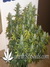 Il Diavolo auto fem - автоцветущие феминизированные семена конопли от Delicious Seeds