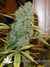 Il Diavolo auto fem - автоцветущие феминизированные семена конопли от Delicious Seeds