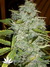 Il Diavolo auto fem - автоцветущие феминизированные семена конопли от Delicious Seeds