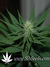 Jock Horror fem - феминизированные семена конопли от Nirvana Seeds