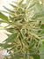 Jock Horror fem - феминизированные семена конопли от Nirvana Seeds