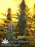 Mandala Seeds / Kalichakra - семена конопли от Mandala Seeds
