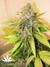 Mandala Seeds / Kalichakra - семена конопли от Mandala Seeds