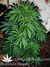 Mandala Seeds / Kalichakra - семена конопли от Mandala Seeds