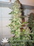 Mandala Seeds / Kalichakra - семена конопли от Mandala Seeds