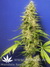 Mandala Seeds / Kalichakra - семена конопли от Mandala Seeds