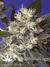 Mandala Seeds / Kalichakra - семена конопли от Mandala Seeds