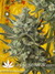 Mandala Seeds / Kalichakra - семена конопли от Mandala Seeds