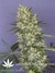 Mandala Seeds / Kalichakra - семена конопли от Mandala Seeds