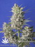 Mandala Seeds / Kalichakra - семена конопли от Mandala Seeds