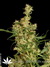 Kali Mist - семена конопли от Serious Seeds
