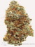 Kali Mist - семена конопли от Serious Seeds