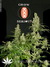 Kali Mist - семена конопли от Serious Seeds