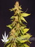 Kannabia Special fem - феминизированные семена конопли от Kannabia Seeds