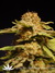 Kannabia Special fem - феминизированные семена конопли от Kannabia Seeds