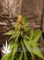 Kannabia Special fem - феминизированные семена конопли от Kannabia Seeds