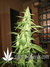 Auto La Bella Afrodita - автоцветущие феминизированные семена конопли от Delicious Seeds