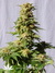 La Blanca fem - феминизированные семена конопли от Kannabia Seeds