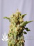 La Blanca fem - феминизированные семена конопли от Kannabia Seeds