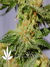 La Blanca fem - феминизированные семена конопли от Kannabia Seeds