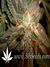 L.A. Confidential - семена конопли от DNA Genetics
