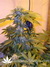 L.A. Confidential - семена конопли от DNA Genetics