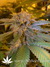 L.A. Confidential - семена конопли от DNA Genetics