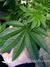 L.A. Confidential - семена конопли от DNA Genetics