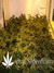 L.A. Confidential - семена конопли от DNA Genetics