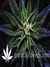 L.A. Confidential - семена конопли от DNA Genetics