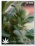 La Diva auto fem - автоцветущие феминизированные семена конопли от Delicious Seeds
