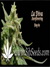 La Diva auto fem - автоцветущие феминизированные семена конопли от Delicious Seeds