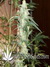 La Diva auto fem - автоцветущие феминизированные семена конопли от Delicious Seeds