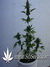 La Diva auto fem - автоцветущие феминизированные семена конопли от Delicious Seeds