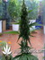 La Diva auto fem - автоцветущие феминизированные семена конопли от Delicious Seeds