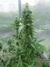 Lemon Skunk Auto - регулярные автоцветущие семена конопли от российского сидбанка Negoro Garden