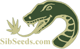 SibSeeds - семена конопли (марихуаны): селекционные сорта и F1 гибриды