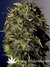 Joint Doctor / Lowryder - семена конопли от Joint Doctors