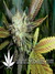 Lucid Bolt fem - семена конопли от Paradise Seeds