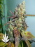 Lucid Bolt fem - семена конопли от Paradise Seeds