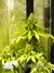 Lucid Bolt fem - семена конопли от Paradise Seeds