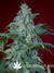 Paradise Seeds / Magic Bud - семена конопли от Paradise Seeds