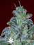 Paradise Seeds / Magic Bud - семена конопли от Paradise Seeds