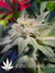 Paradise Seeds / Magic Bud - семена конопли от Paradise Seeds