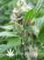 Paradise Seeds / Magic Bud - семена конопли от Paradise Seeds