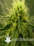 Paradise Seeds / Magic Bud - семена конопли от Paradise Seeds