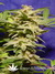 Paradise Seeds / Magic Bud - семена конопли от Paradise Seeds