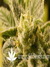 Paradise Seeds / Magic Bud - семена конопли от Paradise Seeds