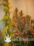 Paradise Seeds / Magic Bud - семена конопли от Paradise Seeds